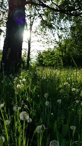 Sunlight shines through tall trees above a meadow with dandelions and green grass in a forest. Nature landscape, spring outdoors, peaceful scenery, evening light.