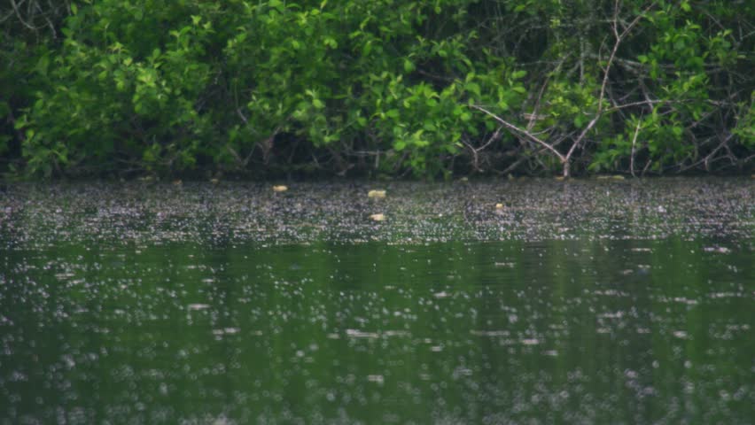 Wildlife footage of a great crested grebe surfacing after diving underwater near the edge of a calm wetland lake. The bird appears in breeding plumage close to overhanging waterside vegetation