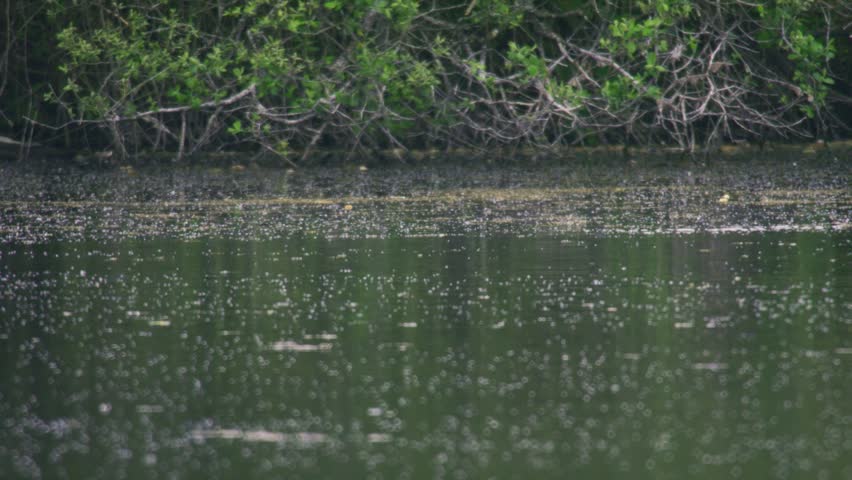 Wildlife footage of a great crested grebe surfacing on a calm wetland lake after diving underwater to catch fish. The bird appears among rippling green water near overhanging lakeside vegetation, show