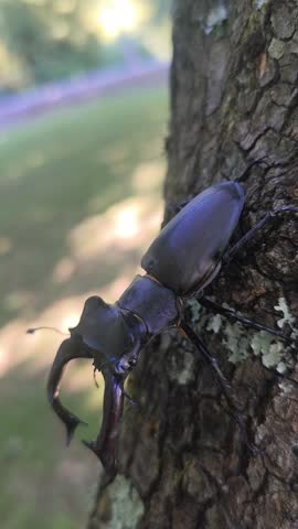 An extreme close-up macro video focusing on the impressive mandibles, head, and antennae of a male stag beetle on a tree trunk.