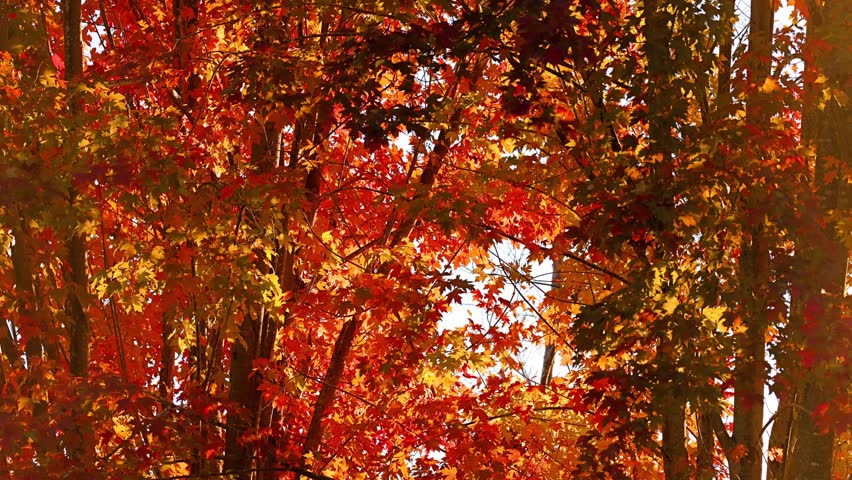 Background of maple trees with colorful autumn leaves blowing in a gentle breeze.