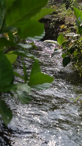 Water flowing down a rocky surface with lush green leaves and trees in the foreground