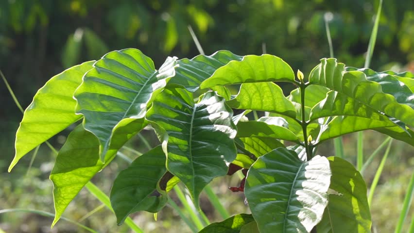 Close-up of green leaves on a plant in a natural setting