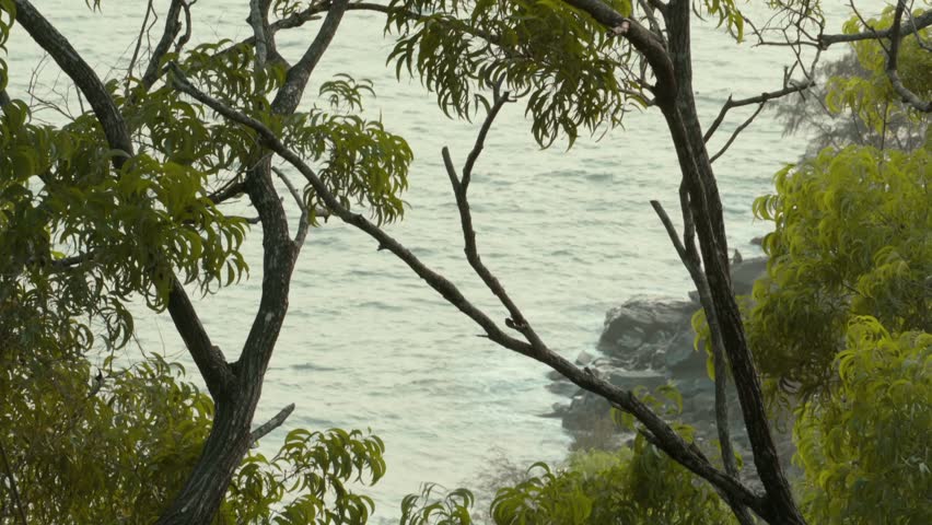 Ocean behind the trees on a breezy day