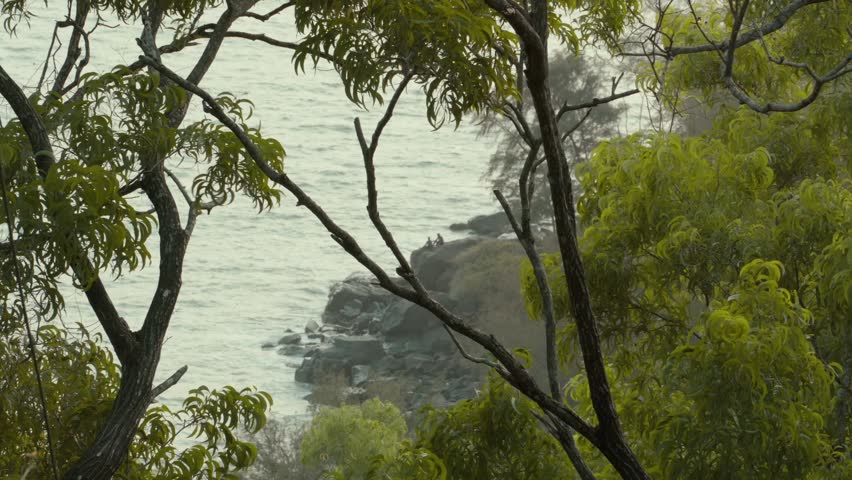 ocean behind the trees on a breezy day