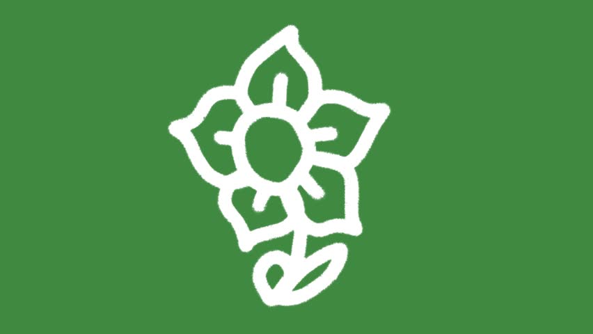 White nature flower cartoon graphic with chalk outline spring floral icon isolated on green screen background for eco-friendly biodiversity symbol and botanical growth element concept.