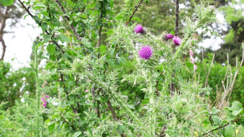 Wild thistle blooming with bright purple flowers and sharp thorns in a green field