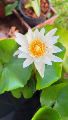 Close-up of a blooming white water lily flower with a vibrant yellow center in a pond