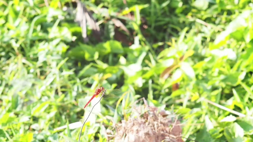 A red dragonfly insect resting on grass stem in green field meadow, macro wildlife nature close up with soft bokeh background, bright sunlight