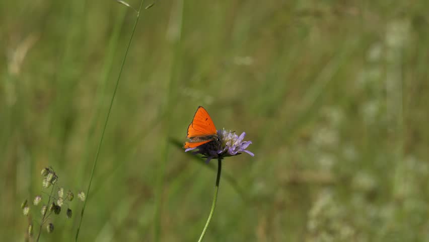 Small Copper Butterfly Foraging on Field Scabious - 4K Wildlife Slow Motion Shot