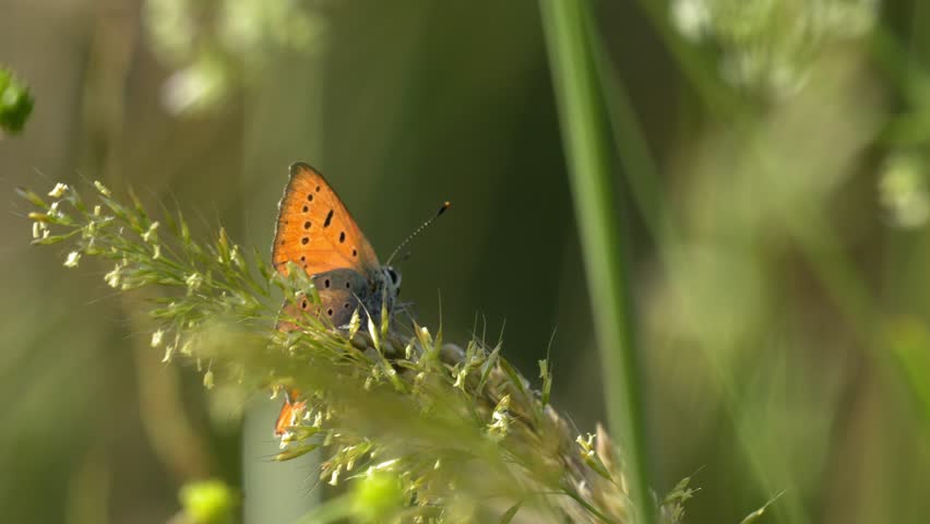 Small Copper Butterfly Perched on Tall Fescue Grass - 4K Wildlife