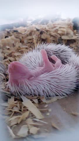 A newborn albino African Pygmy Hedgehog hoglet (Atelerix albiventris) curled on its back in a wood shaving nest.