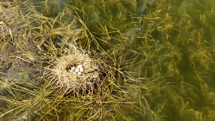 A natural Eurasian Coot (Fulica atra) nest filled with eggs, gently floating amidst green reeds and clear lake water. Perfect for wildlife and nature themes.