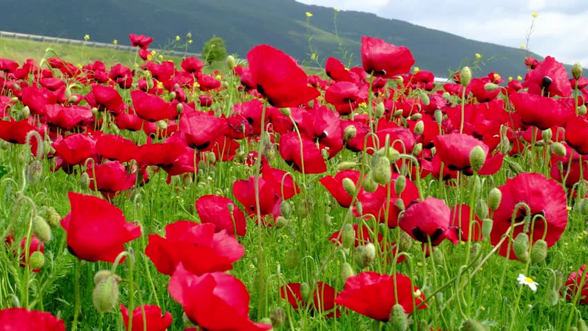 Red poppy field, flowers growing in nature
