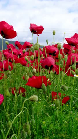 Red poppy field, flowers growing in nature
