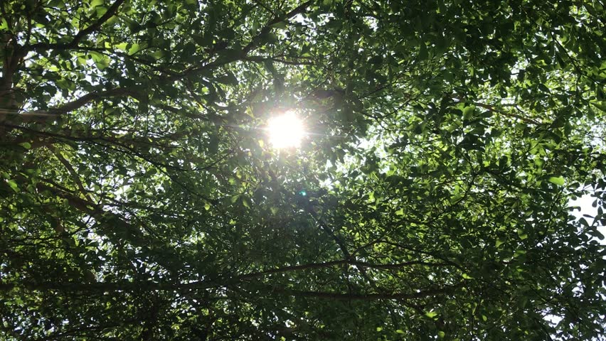 trees with sunlight and the the sound of trickling water