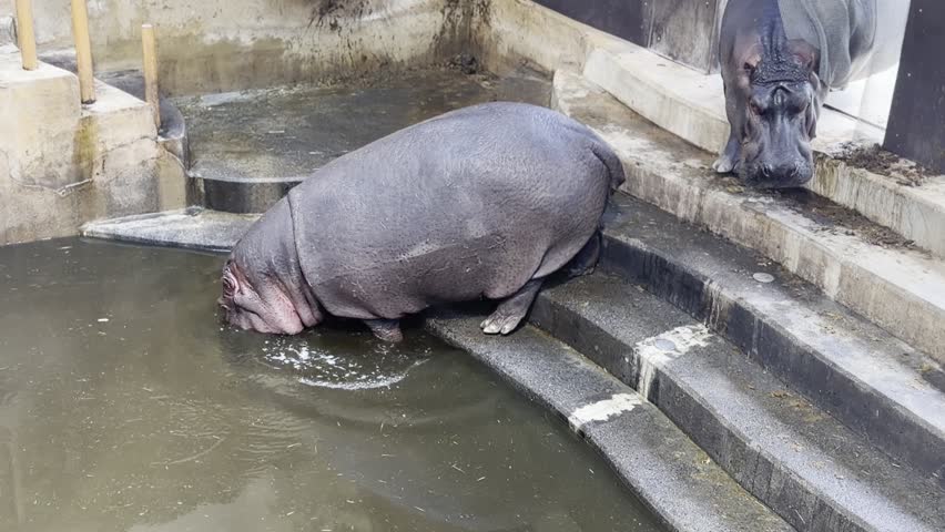 Two hippos resting in a concrete zoo enclosure, one lying in water and the other climbing steps