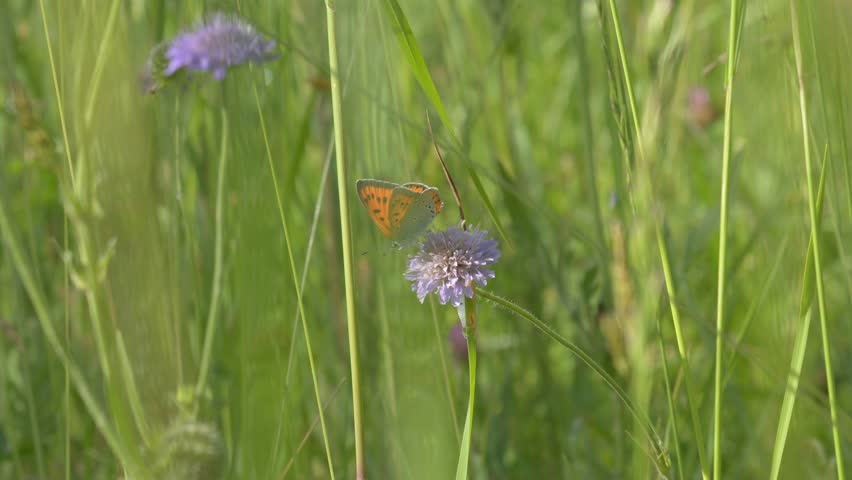Small Copper Butterfly Resting on Field Scabious - 4K Wildlife Slow Motion Shot