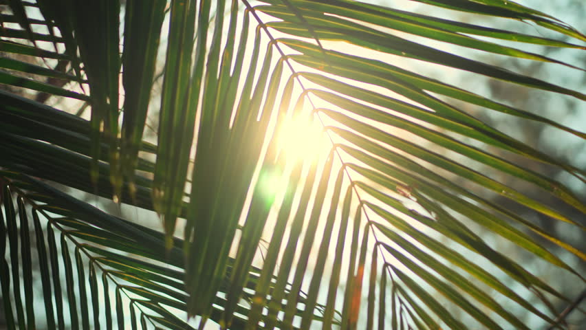 Beautiful sunlight shining through green palm leaves in a tropical garden. Low angle shot of coconut fronds with bright sun flare and lens flare effect, creating a warm summer atmosphere for wellness.