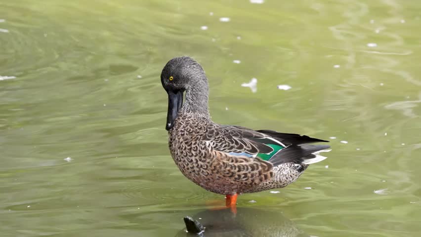 Northern Shoveler (Spatula clypeata) preening in water in California, USA captured in stunning 4K resolution wildlife footage.