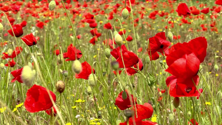 Blooming poppy field — vivid red flowers and buds swaying in the wind (4K)