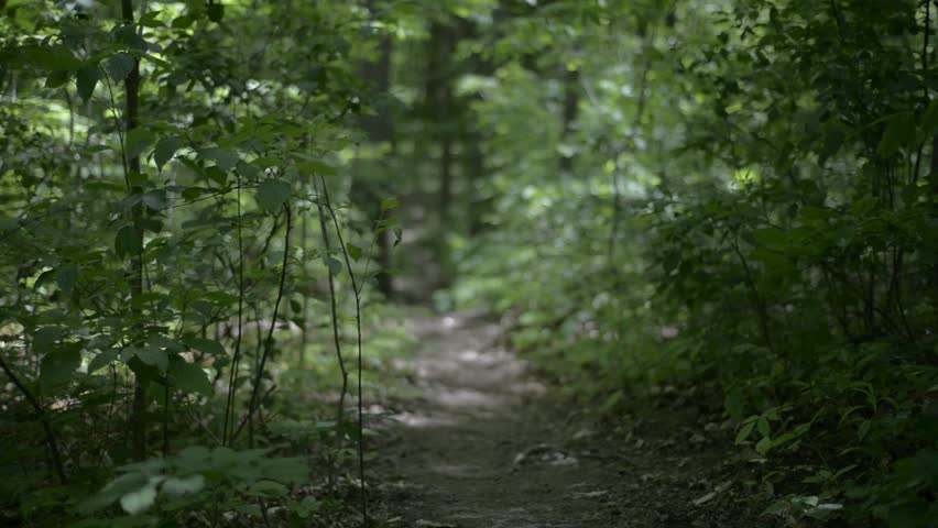 A Trail in a Candian Maple Forest in Early Summer