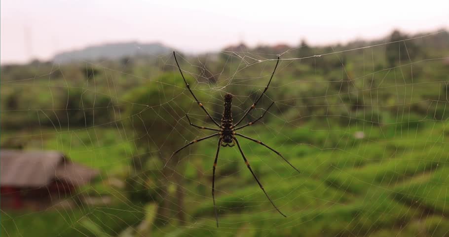 Giant spider on the nets in front of the rise field at countryside