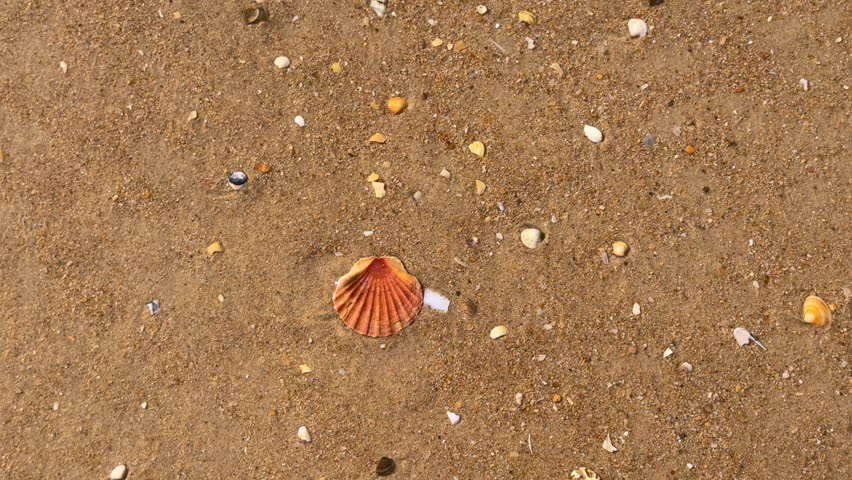 Seashell resting on wet sandy beach shoreline