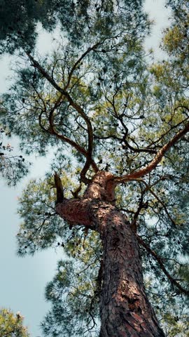 Low angle view of mature Turkish pine tree trunk and green canopy against clear sky in Buyukada Island, Istanbul, Turkey