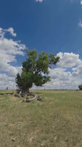 Lone tree standing in a vast grassy field under a cloudy blue sky