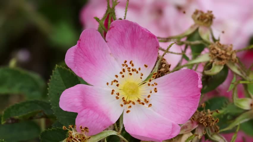 Pink and White Rose Flower Petal Macro 4k Video, in the Summer Blooming City Garden 