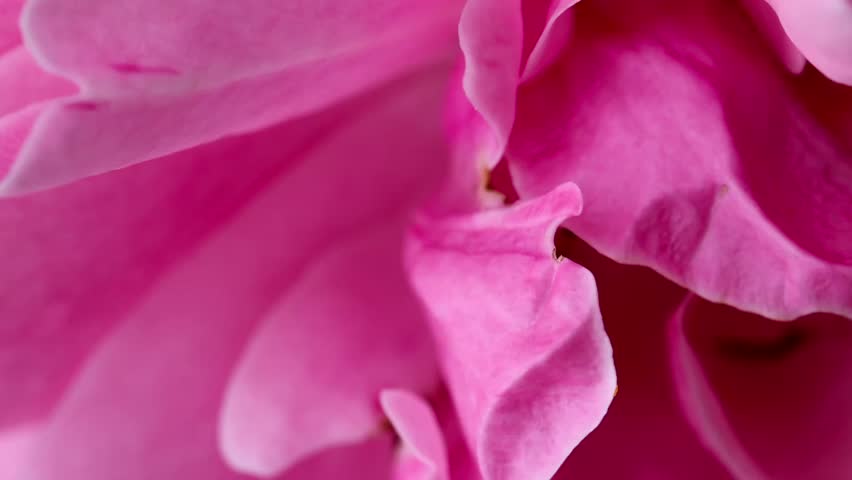 Pink, Light Red Rose Flower Macro Close Up Slow Motion 4k Detailed Video