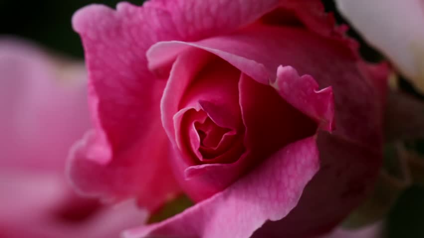 Pink, Light Red Rose Flower Macro Close Up Slow Motion 4k Detailed Video