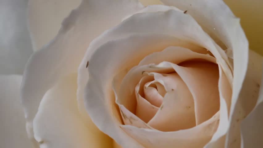 Off White Rose Flower Center Petals, Macro Slow 4k Video, Close Up Perspective on Soft Mellow Gentle Bloom