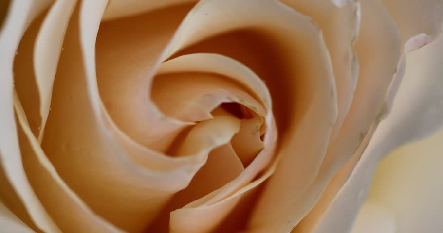 Off White Rose Flower Center Petals, Macro Slow 4k Video, Close Up Perspective on Soft Mellow Gentle Bloom