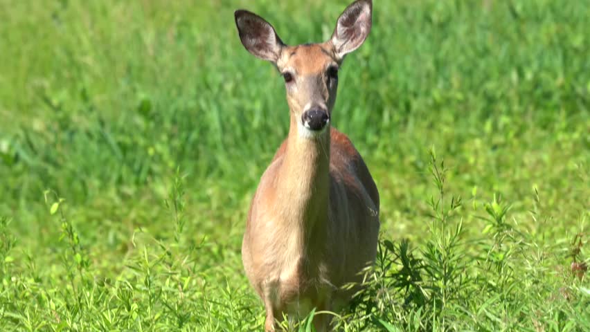 White-tailed deer (Odocoileus virginianus) grazing in meadow in rural Pennsylvania 