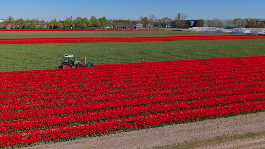 Aerial drone view of a green tractor driving through a vibrant red tulip field, cutting or topping the flower heads during harvest time in the Netherlands.