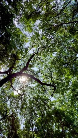 Looking up green tree sunlight