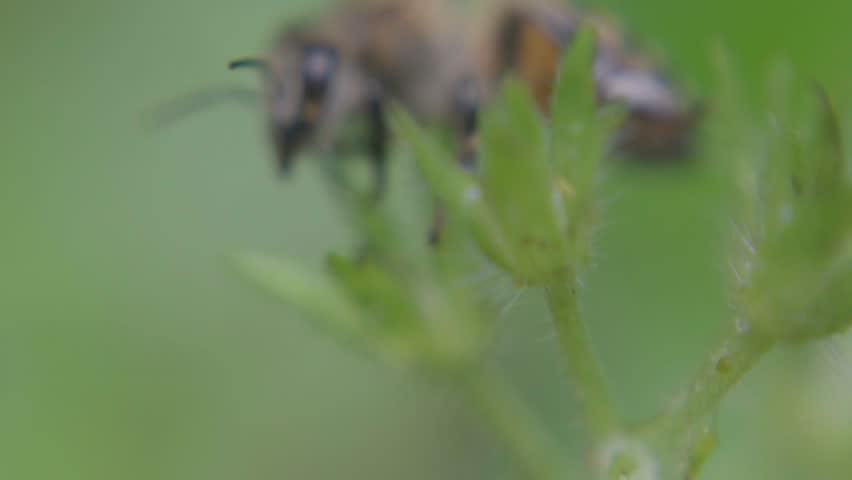 Honey Bee Macro Close Up Video
