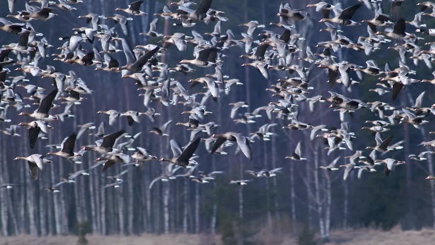 A Huge Flock Of Migrating Geese Is Flying Over A Forest
