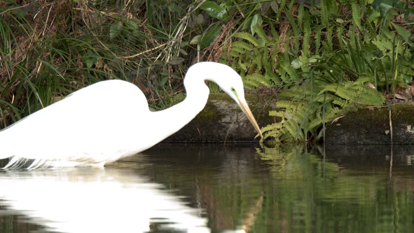 A great white egret stands in a shallow pond, hunting for food among lush vegetation.