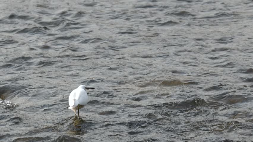 A white heron takes off from water and lands on a rocky shore in Kyoto.