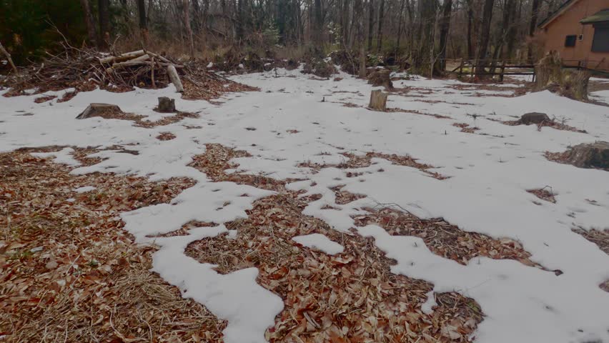 Wide low-angle shot of a cleared forest floor where irregular snow patches recede over dry fallen leaves. Tree stumps, log debris, and a cabin edge visible through leafless background trees.