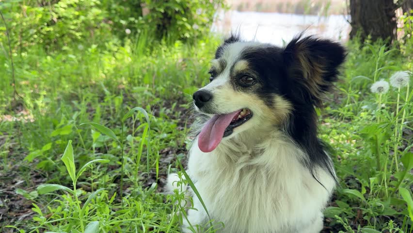 Fluffy-eared derpy dog in the grass.
