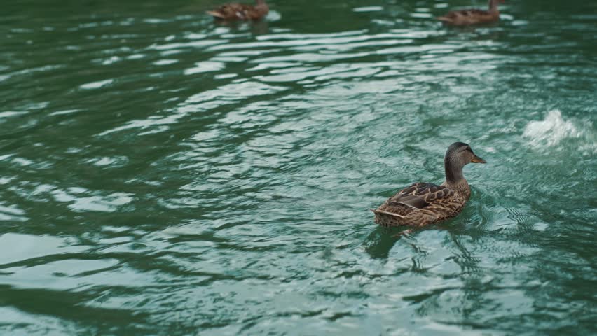 Wild duck swimming across lake leaving water trail on calm water among other birds creating a scenic natural scene in a summer park