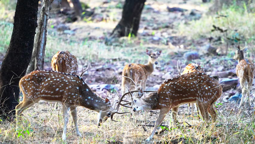 A group of axis deer, also known as chital, grazing and interacting in the wild forests of India. Authentic wildlife behavior captured in a natural habitat.