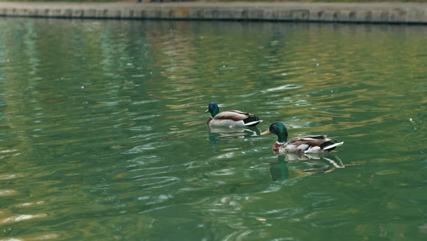 Two mallard drakes swimming across calm lake surface among water reflections creating a peaceful natural scene in a city park