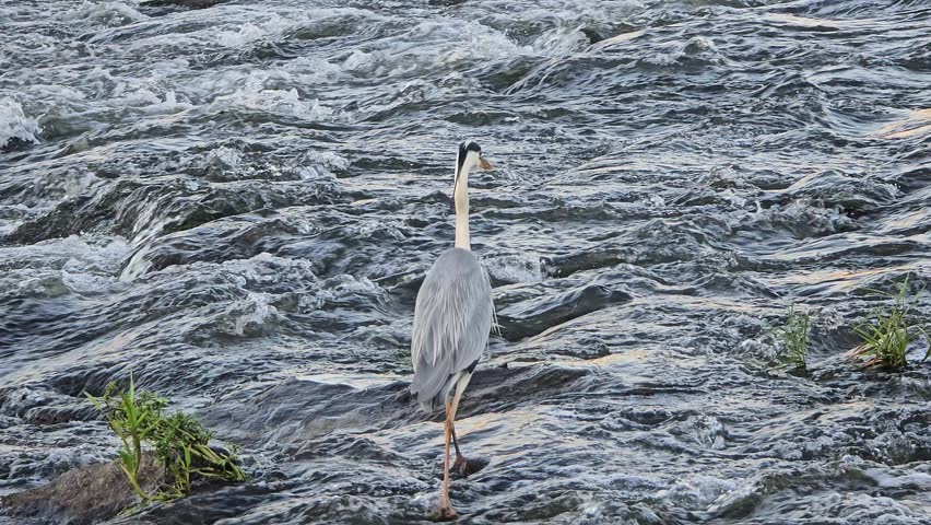 The gray heron walks carefully through the fast-flowing river water, looking for prey.