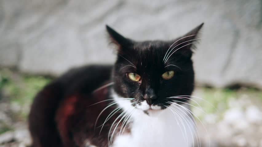Close up portrait of a black and white cat with green eyes,