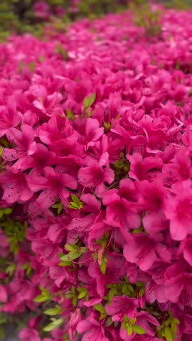 A vertical close-up shot of vibrant pink azalea flowers blooming in full bloom.⁠